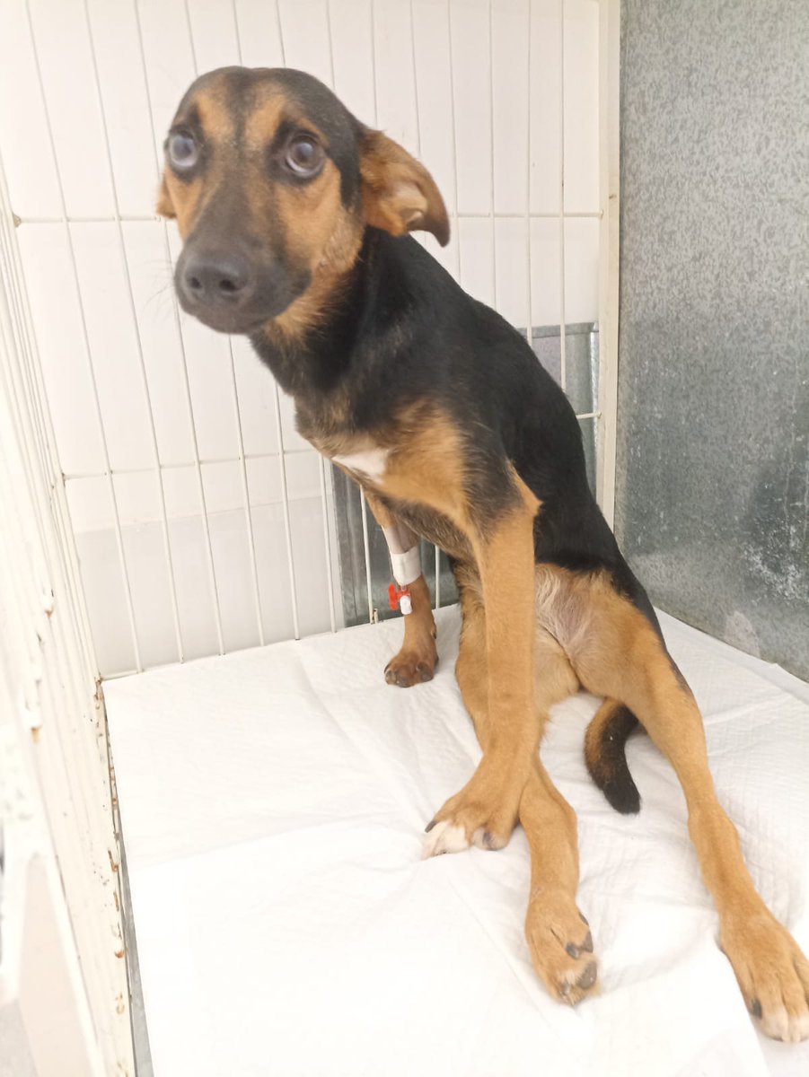 caogonhal's tweet photo. AJUDA PARA  O PAGAMENTO DA CIRURGA DA KIKI

Kiki foi atropelada nas ruas e foi resgatada pela nossa voluntária Neiva, que além de ajudar no nosso abrigo também cuida de outros animais em sua casa. + https://t.co/EdyZEsgKQj