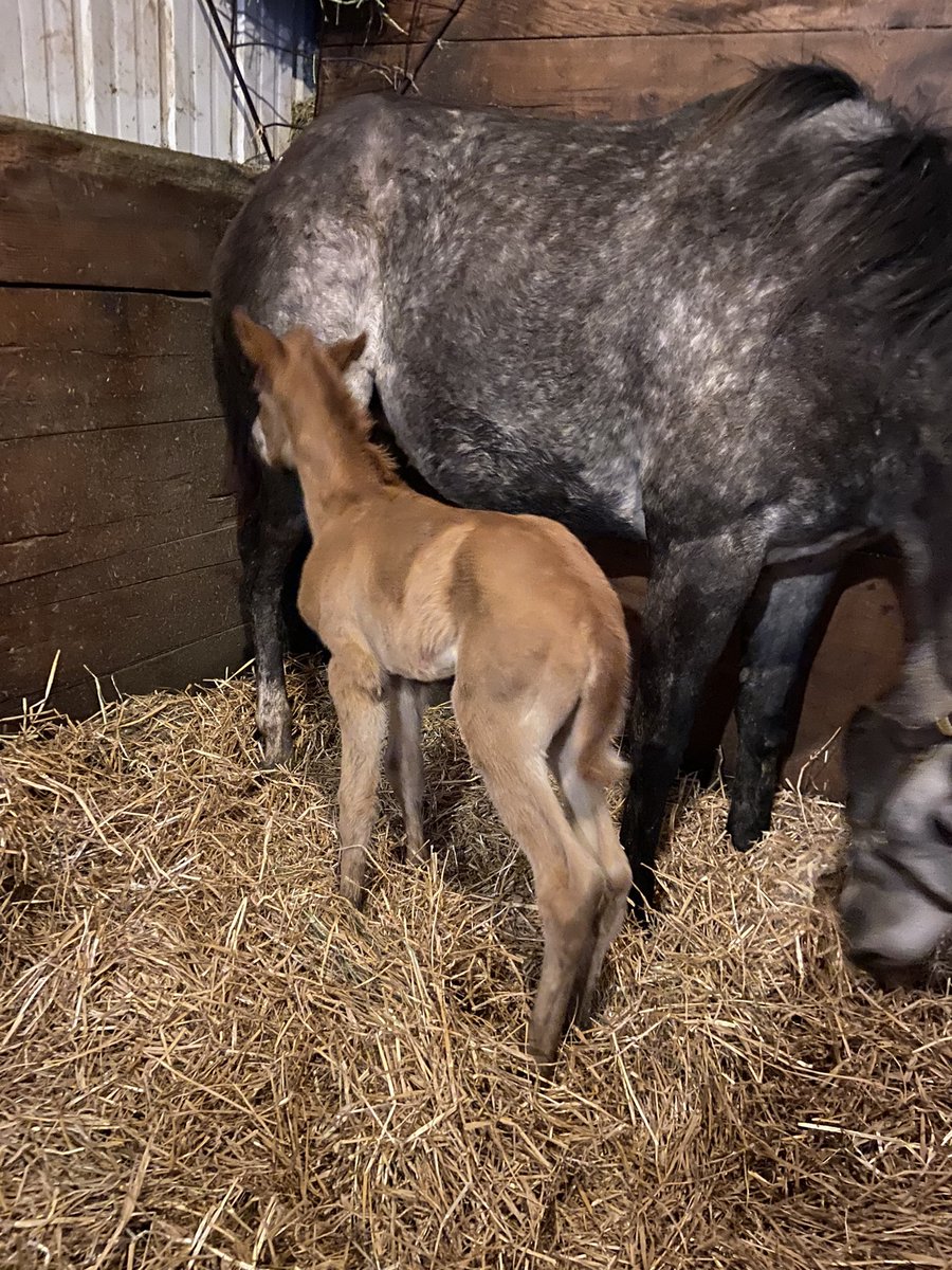 cody_mccart's tweet photo. Baby #3. Blended Citizen colt out of Diamond N Gasoline!! https://t.co/rH0MoudFqx