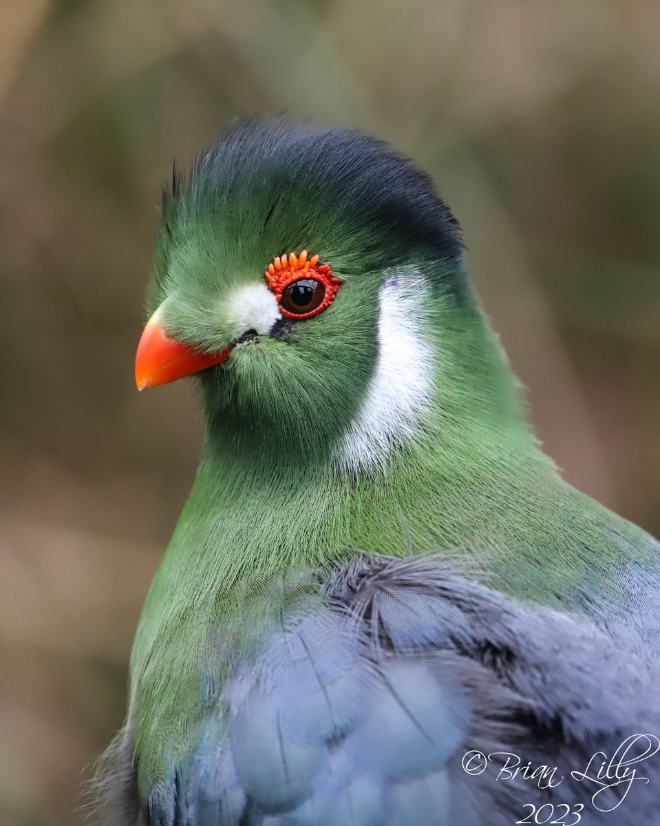 brglilly's tweet image. White-cheeked touraco (Menelikornis leucotis) @exmoorzoo @TuracoSociety #turaco