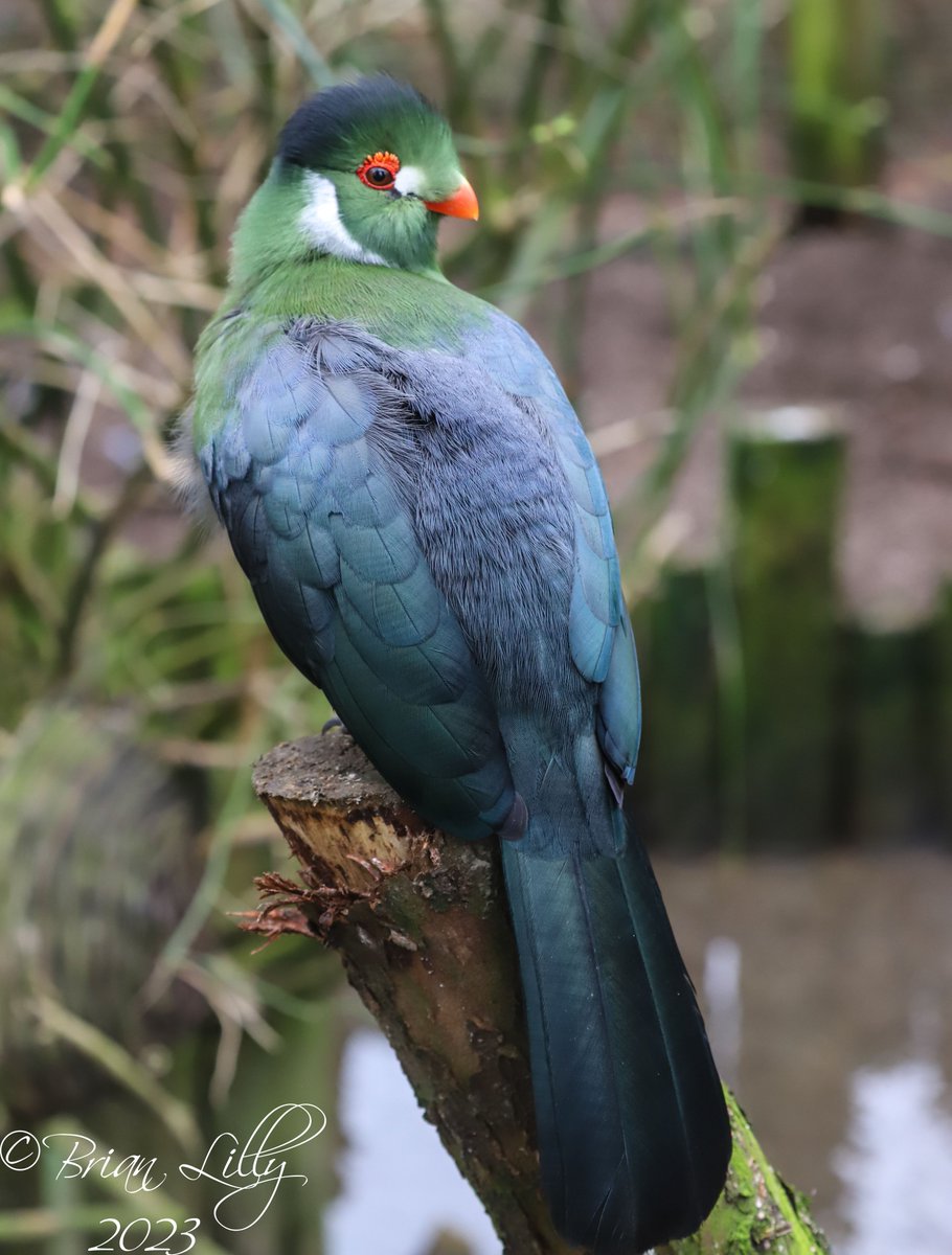 brglilly's tweet image. White-cheeked touraco (Menelikornis leucotis) @exmoorzoo @TuracoSociety #turaco