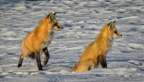 wmjohanson's tweet photo. New artwork for sale! - "Two Foxes" - https://t.co/u7PU88P3M1 @fineartamerica https://t.co/KH93aA2L1R