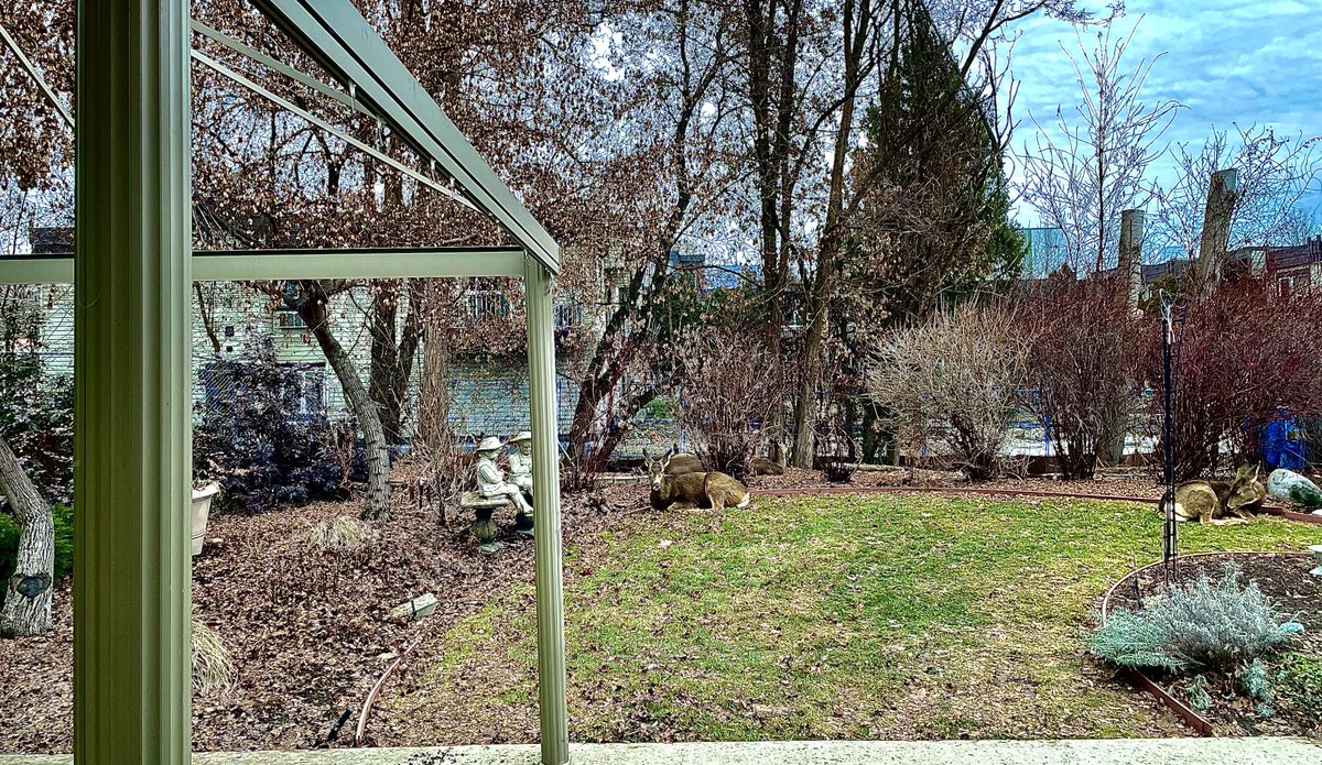 Morning visitors to Hospice