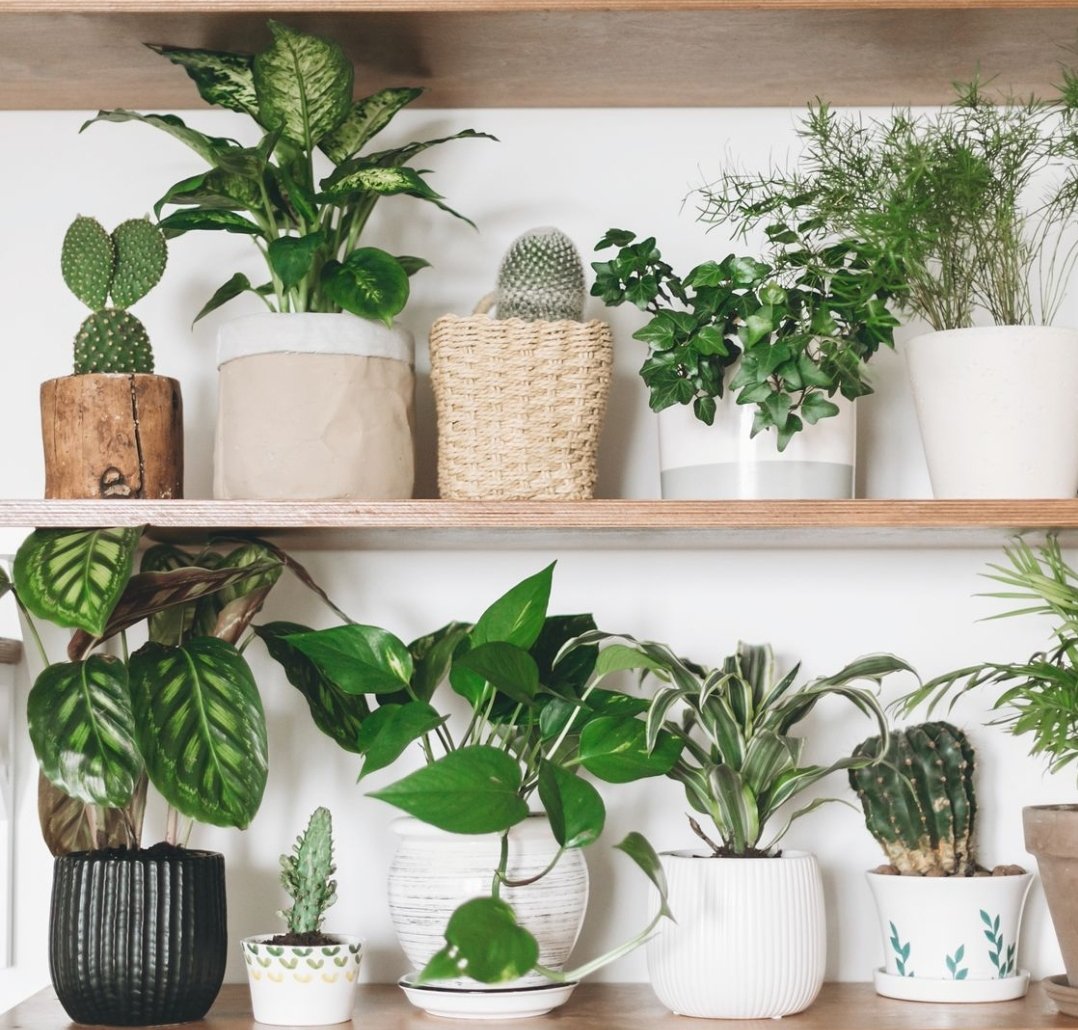 Don't let the winter blues get you down! Surround yourself with lush greenery by adding some winter-friendly house plants to your home. They'll brighten up your space and lift your mood. #wellness #houseplants #winter