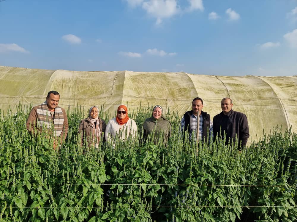 ChiamFosc's tweet photo. Chia breeding in progress within the international cooperation of @ChiamFosc! Colleagues of @CRSTRAbiskra from Algeria visited the Agricultural Research Center (ARC) in Giza, Egypt in January to check chia experimental locations! 

 #chia #foodsystem #climatesmart https://t.co/wcHEDKVhjr