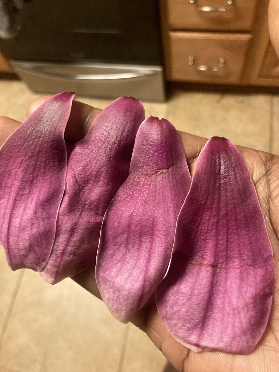 smokeyrgreens's tweet photo. 1. pull 4 petals from the bunch
2. dry at 250° for a few minutes until the waxy layer is gone
3. Form the petals into a blunt &amp; lick it to stick them together. 
4. Roll your blunt &amp; smoke it.

i made it all the way to the end only to remember that i can't roll blunts 😭 https://t.co/ntbqt7GjJ2