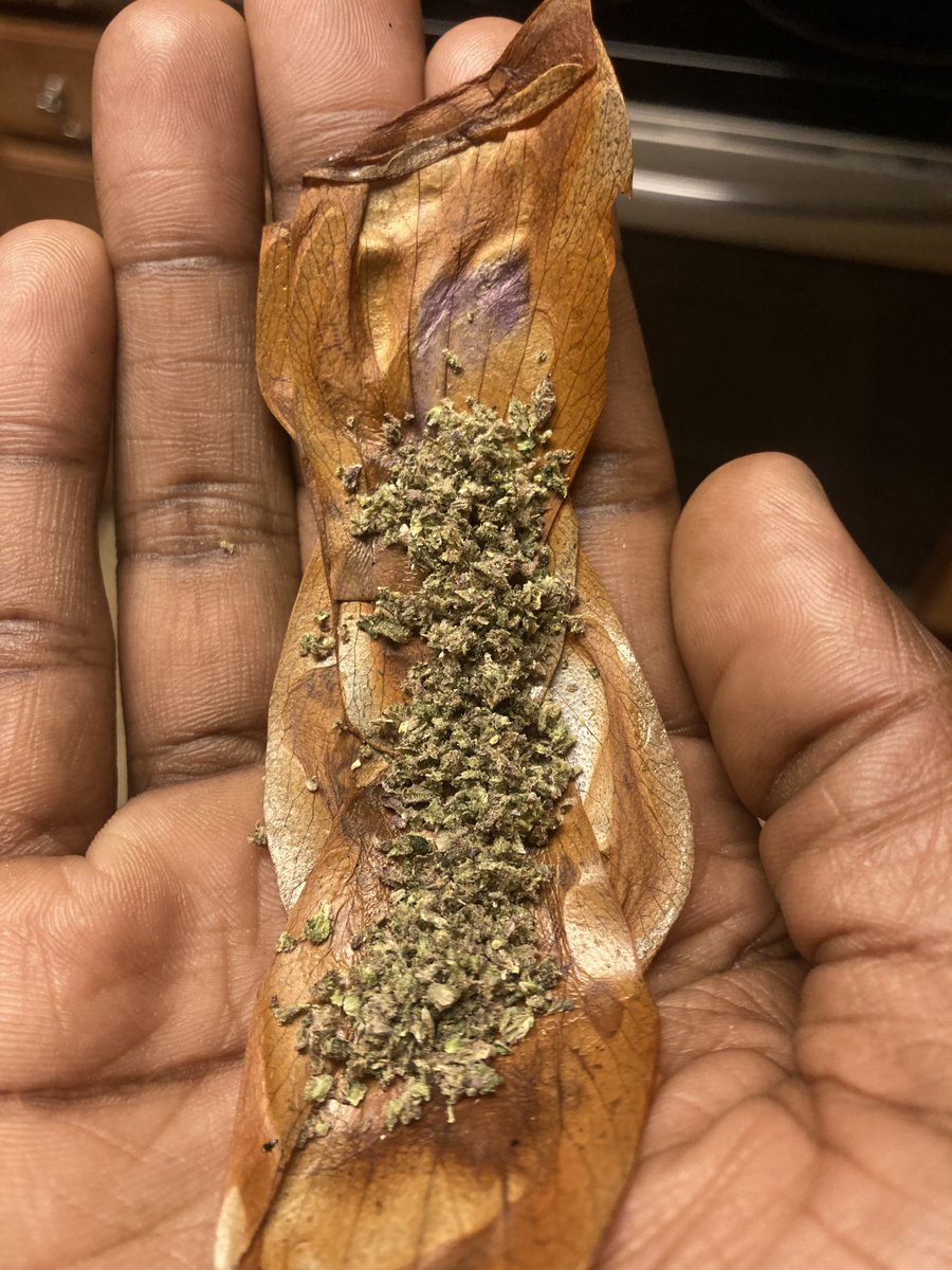 smokeyrgreens's tweet photo. 1. pull 4 petals from the bunch
2. dry at 250° for a few minutes until the waxy layer is gone
3. Form the petals into a blunt &amp; lick it to stick them together. 
4. Roll your blunt &amp; smoke it.

i made it all the way to the end only to remember that i can't roll blunts 😭 https://t.co/ntbqt7GjJ2