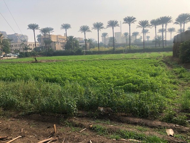 ChiamFosc's tweet photo. Chia breeding in progress within the international cooperation of @ChiamFosc! Colleagues of @CRSTRAbiskra from Algeria visited the Agricultural Research Center (ARC) in Giza, Egypt in January to check chia experimental locations! 

 #chia #foodsystem #climatesmart https://t.co/wcHEDKVhjr
