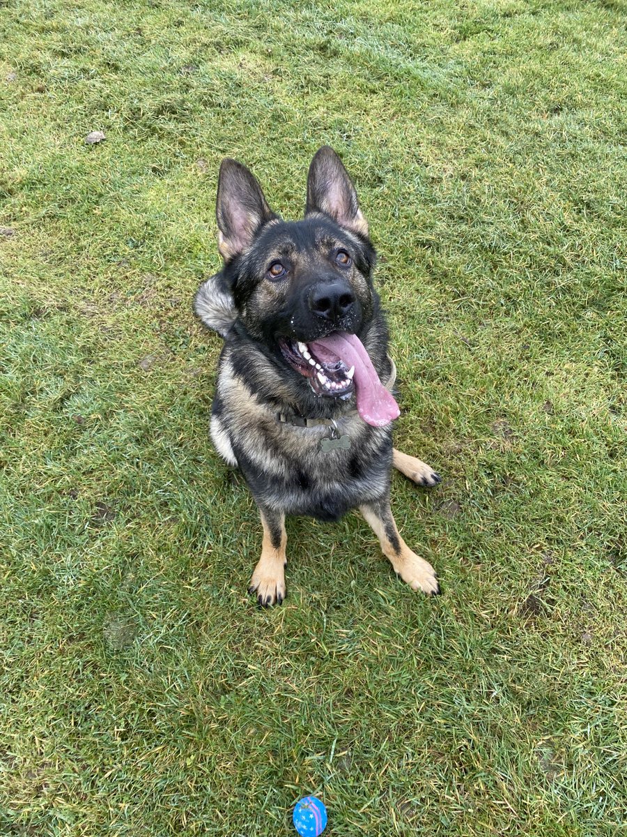 BernardVerbeek's tweet photo. Brucey enjoying a run 🎾 #gsd #germanshepherd #gsdad #germanshepherddad #dogsoftwitter #dogsontwitter #gsdlover #dogsarelove #dogsarefamily #dogdad #dogsofireland #germanshepherdireland #gsdireland #germanshepherdpuppies https://t.co/reV5ogy7Vq