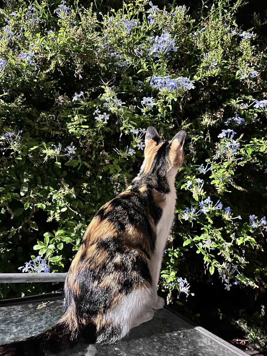 ClariRibo's tweet photo. Se perdió mi gatita por zona La Plata (barrio La Loma). Si comparten me ayudan ❤️ https://t.co/QChaSk92DE