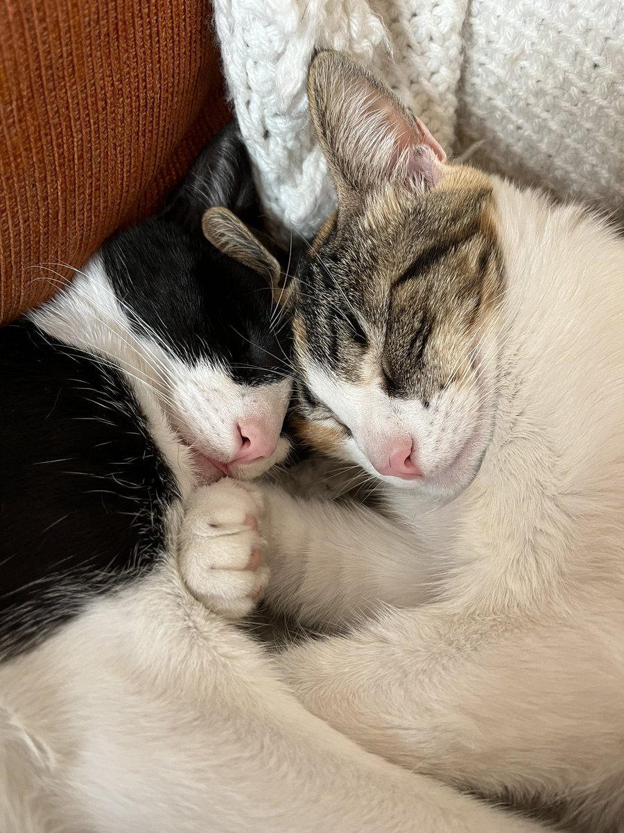 ClariRibo's tweet photo. Se perdió mi gatita por zona La Plata (barrio La Loma). Si comparten me ayudan ❤️ https://t.co/QChaSk92DE