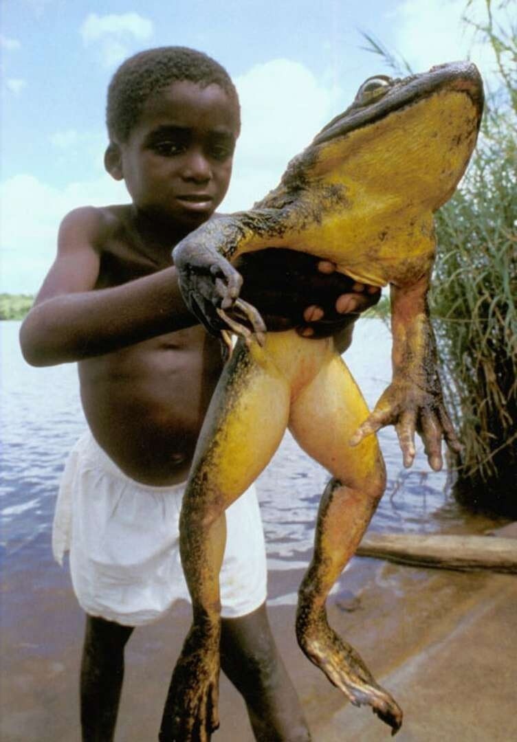 Cacuau's tweet photo. This frog is called Goliath and is the largest frog in the world, weighing over 3 kilograms and can jump 3 meters in height

#interestingfacts #interesting https://t.co/Ct5MZvZsf7