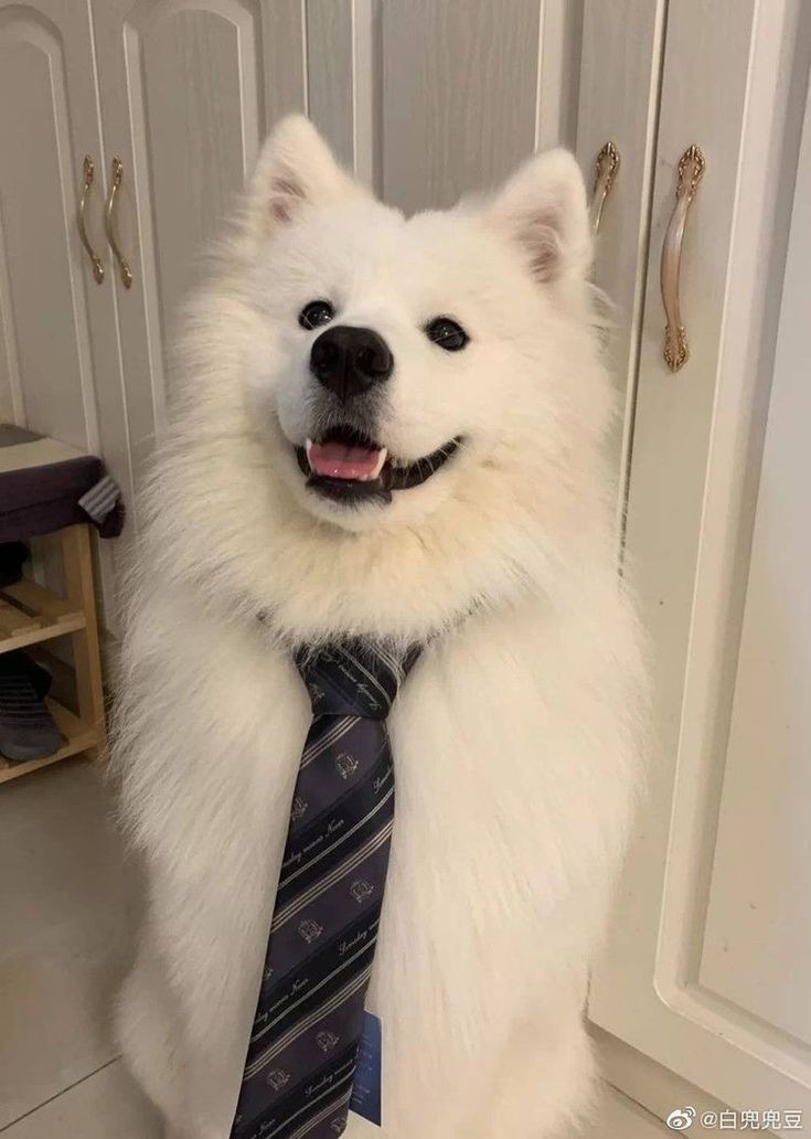 AKCSLSH's tweet image. รับซามอยด์เพิ่มมั้ยครับ?  #นางิเรโอะ

ในโลกของซามอยด์ก็ไม่ต่างจากมนุษย์หรอก วงจรชีวิตอันแสนน่าเบื่อ เกิด โต ขนฟู ทำงาน ปวดหลัง ตายไป ครอบครัวซามอยด์ของนางิก็เป็นแบบนั้นแหละ พ่อเป็นอาจารย์ที่มหาวิทยาลัย good dog แหล่งรวมหมาหัวกะทิ แน่นอนไม่มีนางิอยู่ในนั้น ก็วันๆ สิงอยู่แต่ร้านเกม