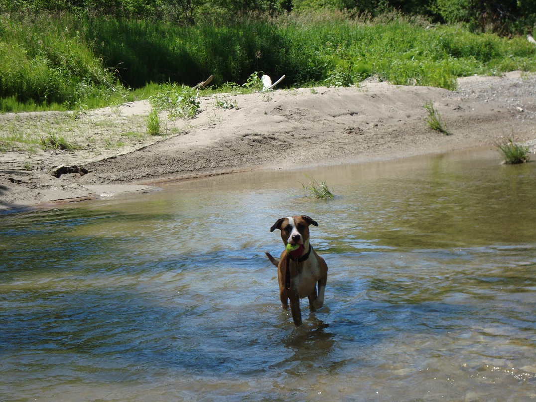 I don't know why Scarborough is trending, but I love it! #Scarborough #RougeRiver #Rouge #Dog #Cute #MyBall