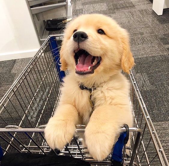 Mnunew1's tweet photo. @zee_pruk หนูเห็นพี่ซีชอบน้องหมา 🐶 เลยเอารูปน้องหมามาฝากเผื่อพี่ซีจะยิ้มได้ 💖 เเต่หลังจากเห็นโพสนี้เเล้ว ชอบน้องหมาเเล้วอย่าลืมชอบหนูนะ ! คิคิ 

#ZeePruk https://t.co/uJl95b6D2Y