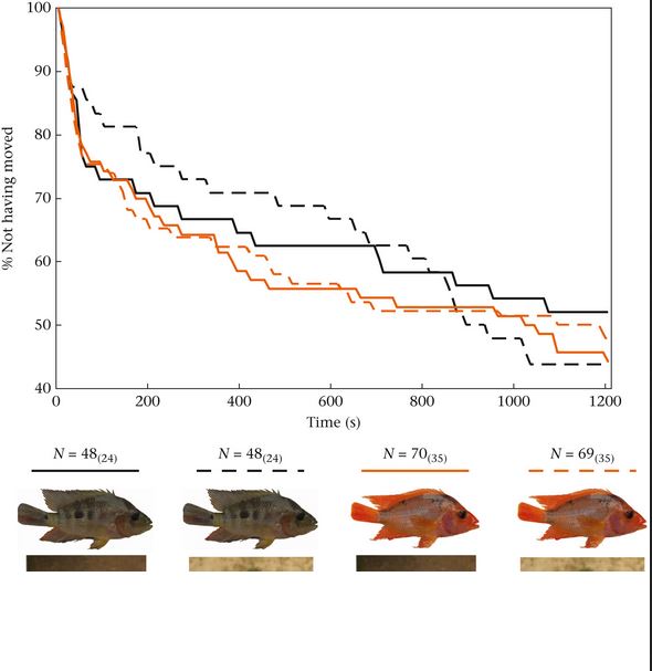 AnimBehSociety's tweet photo. "In red devil cichlid fish, individuals are either ‘dark’ or ‘gold’ in colour"
Topi K. Lehtonen et al assessed behaviour of these two colour morphs in different environments
#Amphilophus #behaviouralvariation #polymorphism #predationrisk 
For more info:
https://t.co/WFF6IJuZei https://t.co/cFuziH8Yo6
