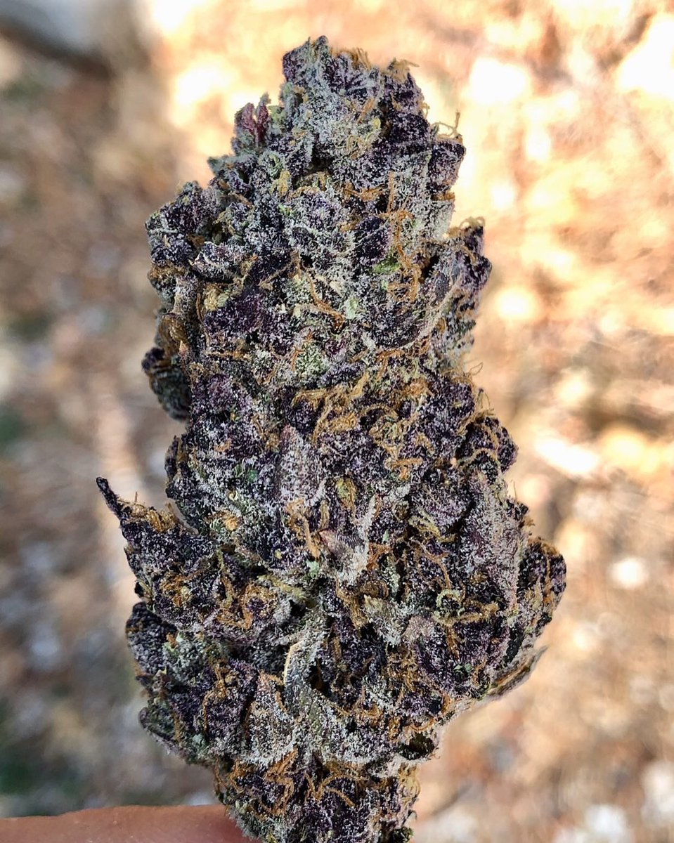 Heres another one out of testing and she is crazy purple. Her smell is pretty crazy, slightly gassy wit hints of sweet brown sugar and mint. She was made by me & doesn’t quite got a name yet but I’ve been lovin the smoke from her and her sisters. forbiddenjelly x weddingcrasher