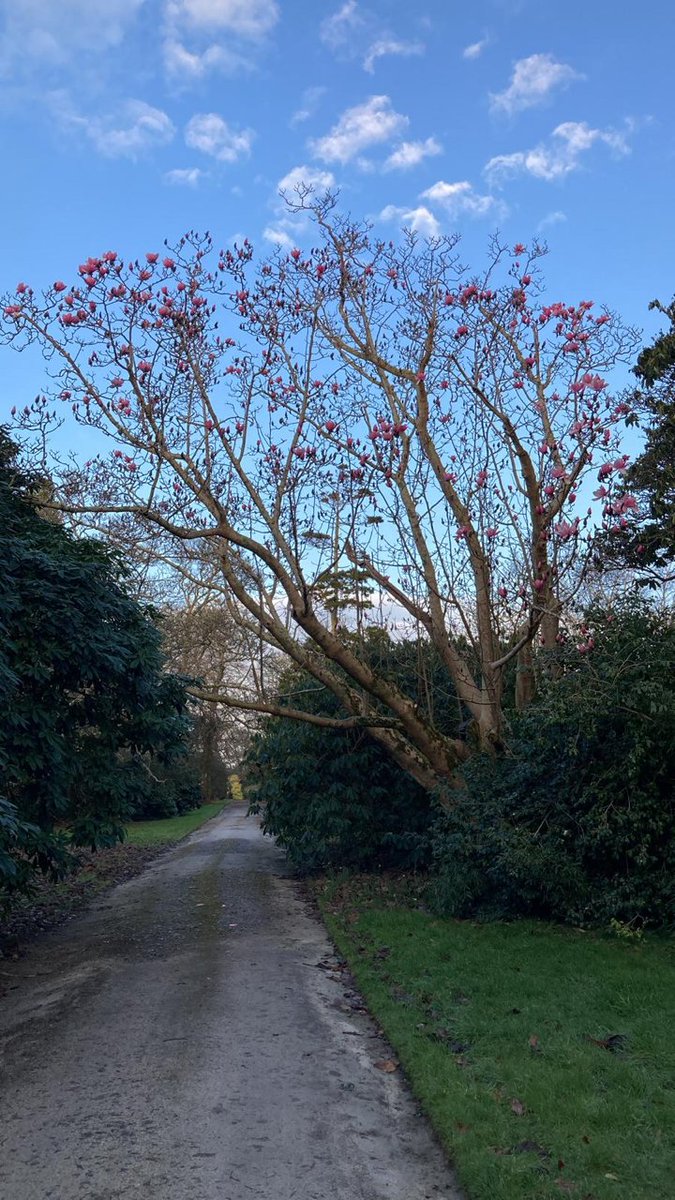 TheNareHotel's tweet photo. Bloom update:  the blooms are certainly blooming across Cornwall with 50% progress across six gardens after Tregothnan's Magnolia Campbellii now boasts more than 50 blooms. Photograph courtesy of @Tregothnan  #spring #Cornwallspringstory https://t.co/wqOio8w4pr