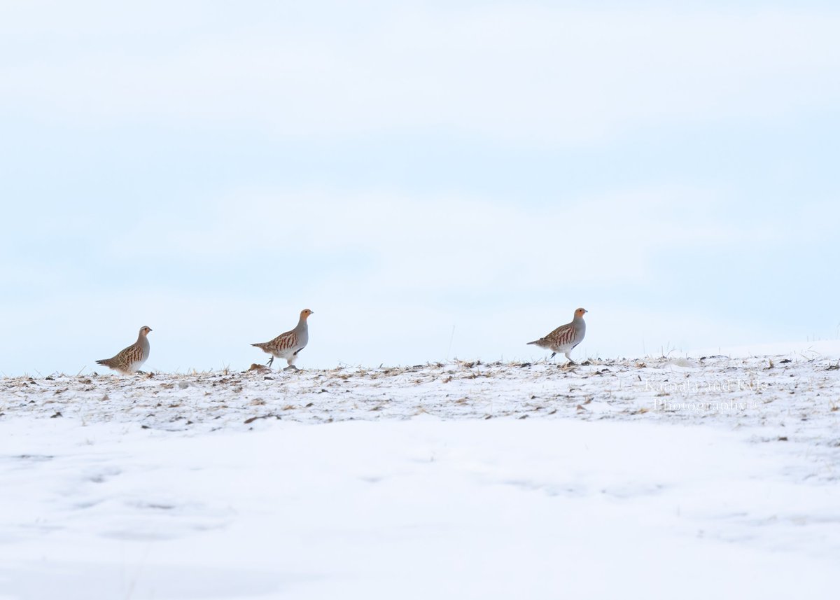 KamalaKyle's tweet photo. We’ve been seeing far more Grey Partridge than previous years in the prairies this winter; nice to see they are doing well!
#greypartridge #perdixperdix #greypartridges #southernalberta #albertaphotography #backroadsalberta #albertabackroads #albertalife #albertaoutdoors #alberta https://t.co/iAyvuM0MmW