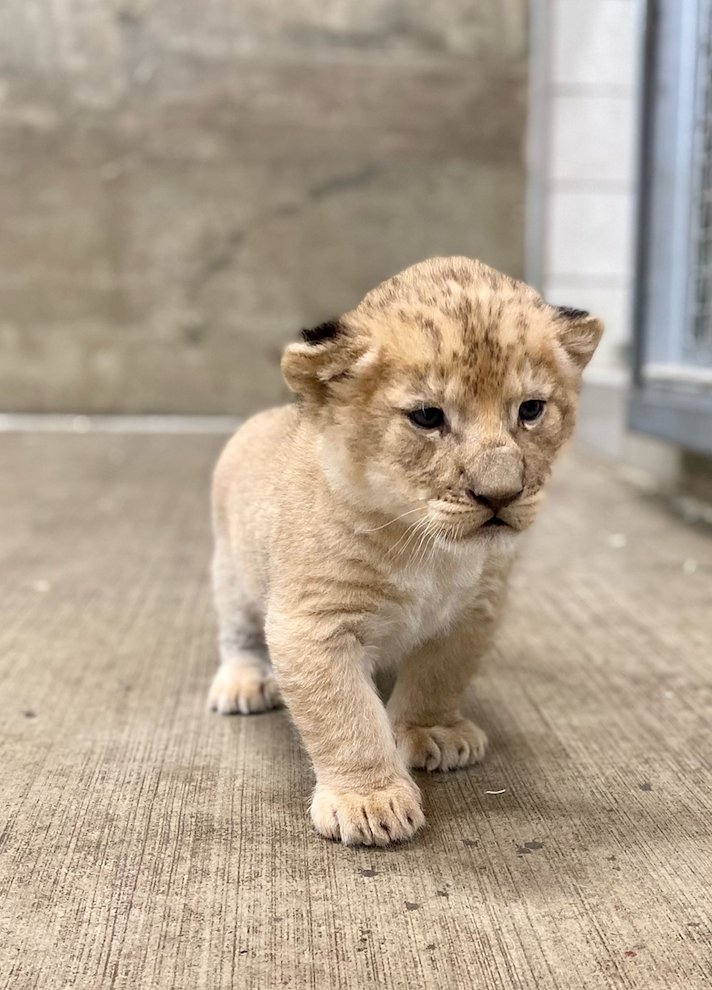 Lincoln Park Zoo tweet media