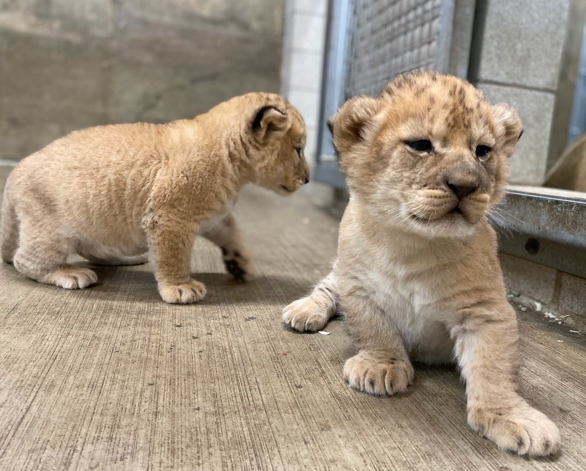 Lincoln Park Zoo tweet media