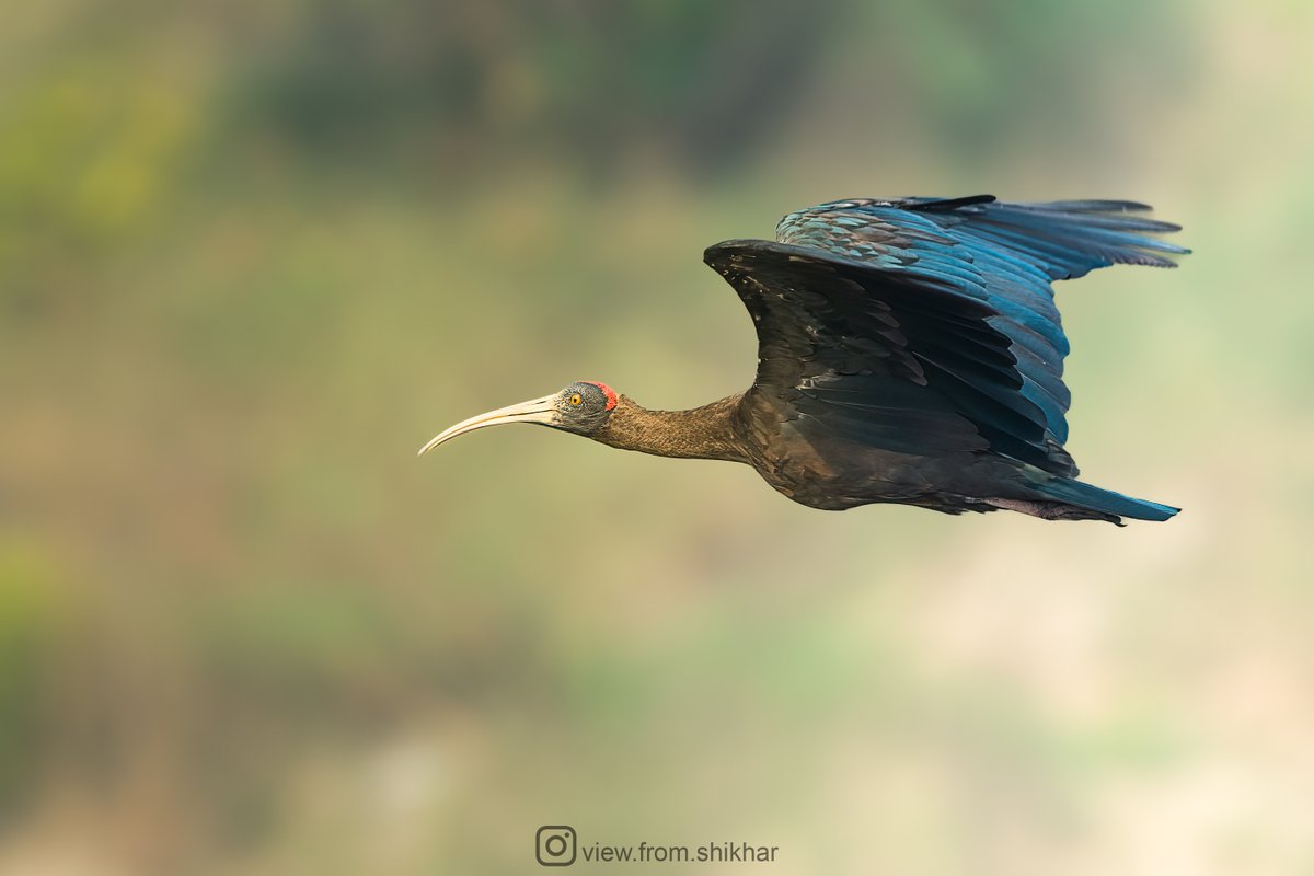 Flying into the weekend for the #BirdsInFlight theme by #IndiAves 

#ThePhotoHour #BirdsSeenIn2023 #SonyAlpha #TheBritish