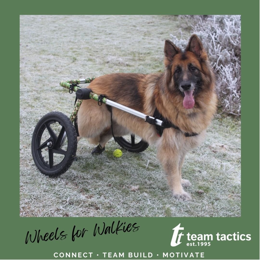 Team Tactics tweet media