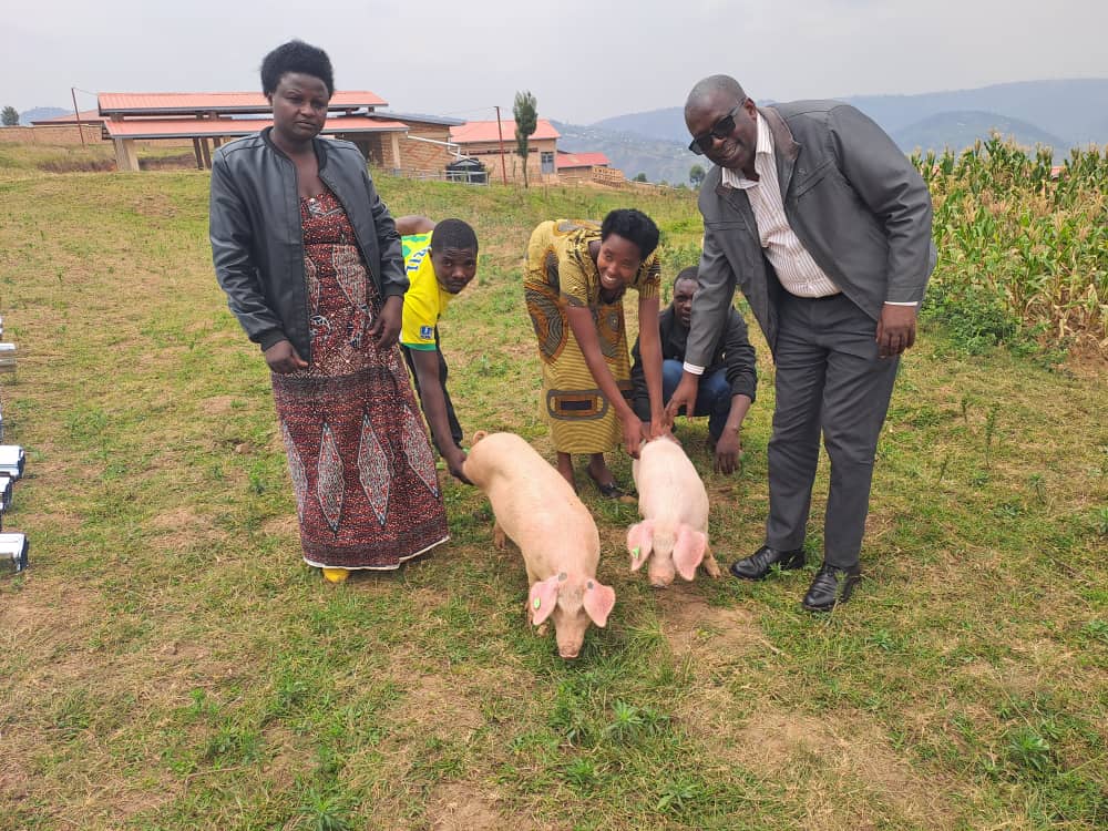 rulindodistrict's tweet image. None kuwa 16/02 mu Murenge wa #Kisaro, Umuyobozi wungirije ushinzwe imibereho myiza @rulindodistrict @MutagandaT yayoboye igikorwa cyo kwitura ibishashi 9 by'ingurube. Itsinda Tugirubukire rigizwe n'imiryango30 ryorojwe ku bufatanye na PRISM/HEIFER ryituye itsinda icyerekezo