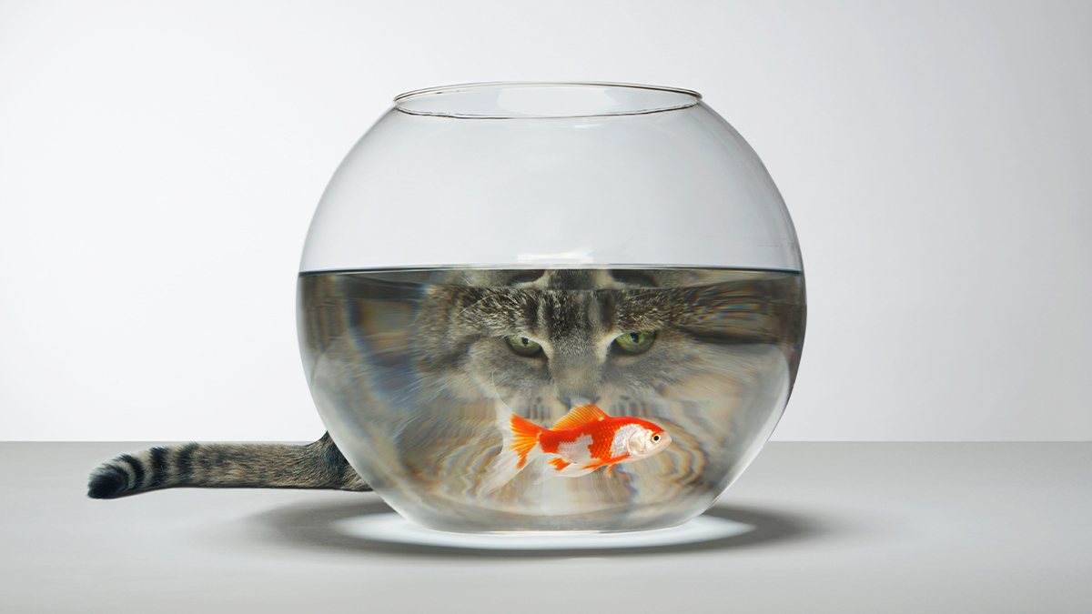 Acquirent's tweet image. What Is Psychological Safety? bit.ly/40UXazX 

#psychologicalsafety #safety #psychology #acquirent