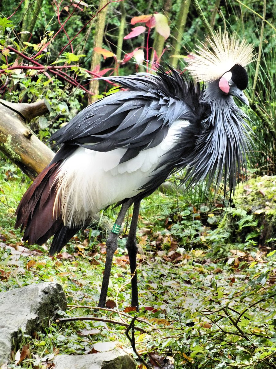 1971_Muriel's tweet photo. #KleurInDeNatuur dag 16  #GRIJS (R128 G128 B128) #ColorInNature #Gray

#vreemdevogels 3/3

Swainsons frankolijn
Zwarte kroonkraanvogel
Zuidamerikaanse Incaduif
Geelsnaveltok https://t.co/MFVzjOLnx5