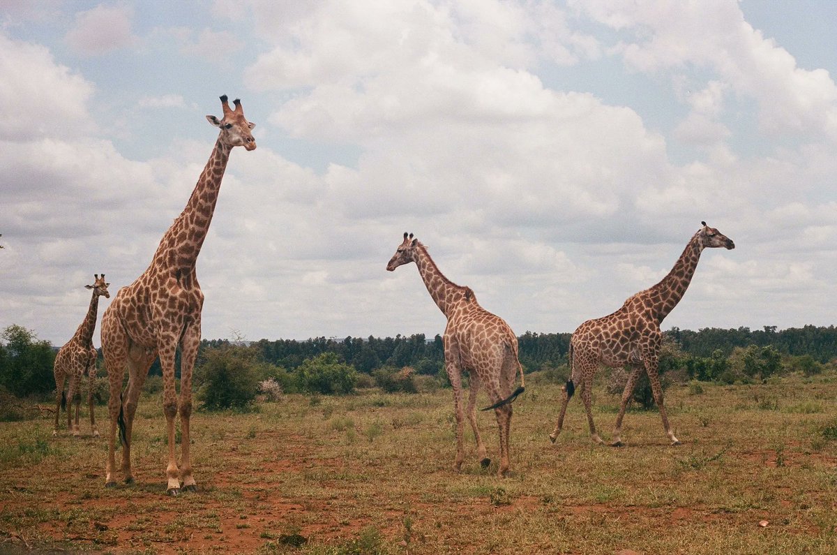 🦒 @mkpetros starts 2023 in Southern Africa and shares highlights from South Africa and Zimbabwe, shot on 35mm, in 'New Year, New Travels.' buff.ly/3IjyFFw #ToldWithExposure