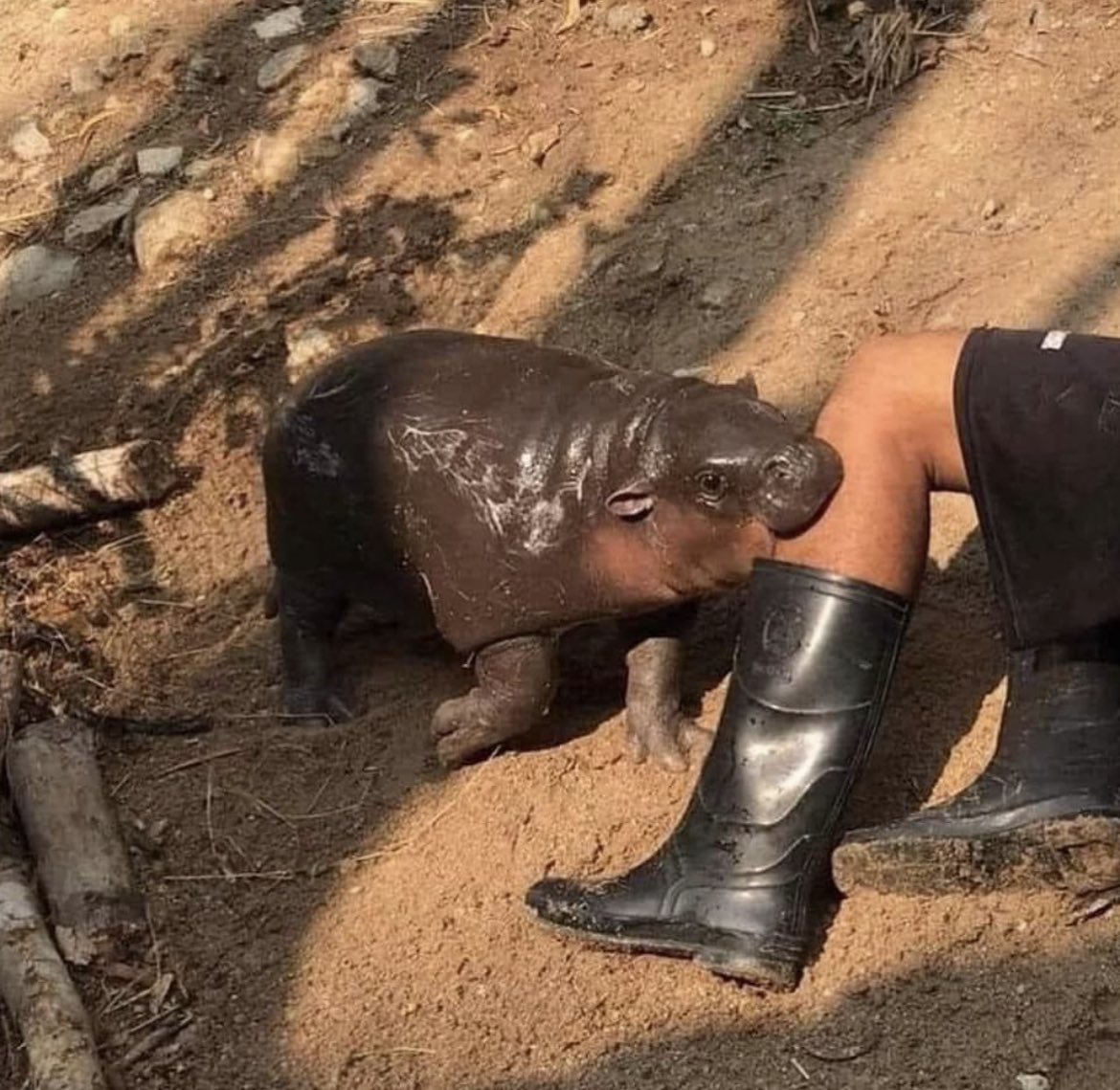 naydeenradias's tweet image. Mood today