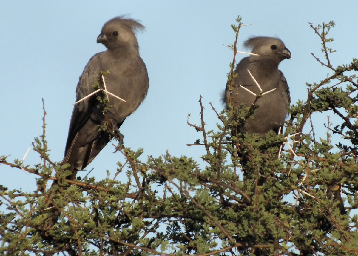 1971_Muriel's tweet photo. #KleurInDeNatuur dag 16  #GRIJS (R128 G128 B128) #ColorInNature #Gray

#vreemdevogels 2/3

Natal frankolijn
Roodsnaveltok
Slangenhalsvogel
Vale toerako https://t.co/qlrIGrxbUR