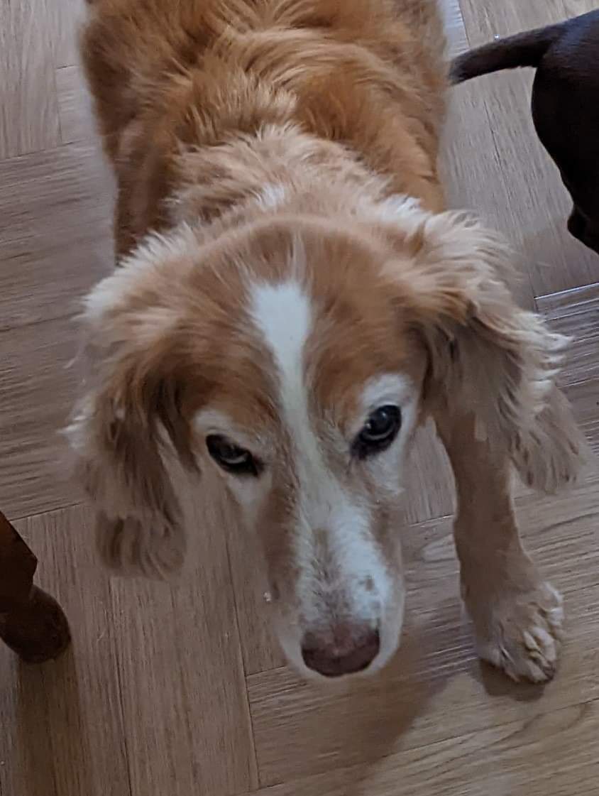 MissingPetsGB's tweet photo. 🐕 #urgent elderly HETTIE #MISSING #COCKERSPANIEL
from BURLEY IN WHARFEDALE, #LS29
Hettie was let outside in her garden on 13 February 2023 at approx 7pm in the Manor Park area of #LS29. Hettie has limited eye sight &amp; hearing.  https://t.co/5V8dmStnzf
#findhettie https://t.co/sfEtpbDI2O