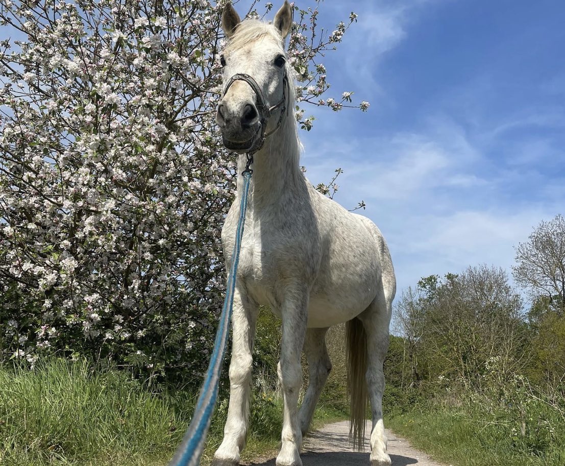 AHPridingcentre's tweet photo. Our beloved Aero crossed the rainbow bridge 🌈  he’ll be missed by all the team and clients at Aldersbrook horses and ponies. We’d love to see all your photos/memories you’ve had with aero so feel free to share them with us. #goodbyegoodboy #specialhorse #gonebutneverforgotten https://t.co/jVoToAPlo7
