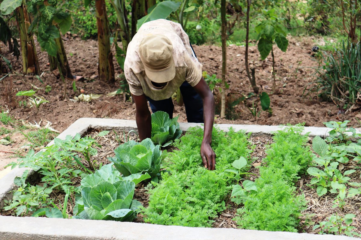 DufatanyeOrg's tweet photo. With the Suyana Foundation, we are in the pathway to eraducate the #malnutrition and the #poverty in the families in our #villagesofhope Karwiru and Kadusenyi. #jointogether #communityempowering #agriculture https://t.co/1m74PJNMJl