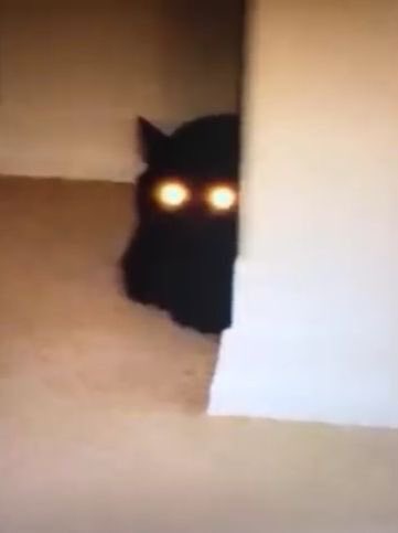 alongemptyroads's tweet image. ㅤ
i—  I’LL SEND THE F — FEROCIOUS BEAST ON HIM!
ㅤ