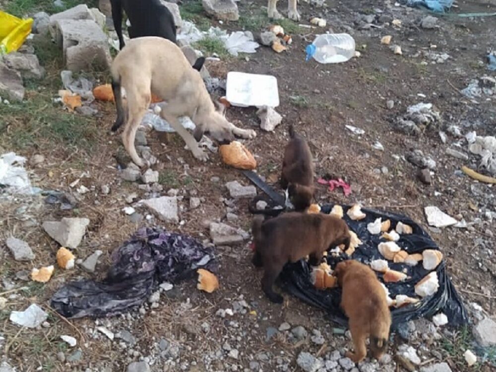 Teso4zampe's tweet photo. Sisma Turchia - Siria, è emergenza anche per gli animali - LANCIATA RACCOLTA FONDI OIPA - https://t.co/E2AyabbHwY https://t.co/6FCfDdBYhx