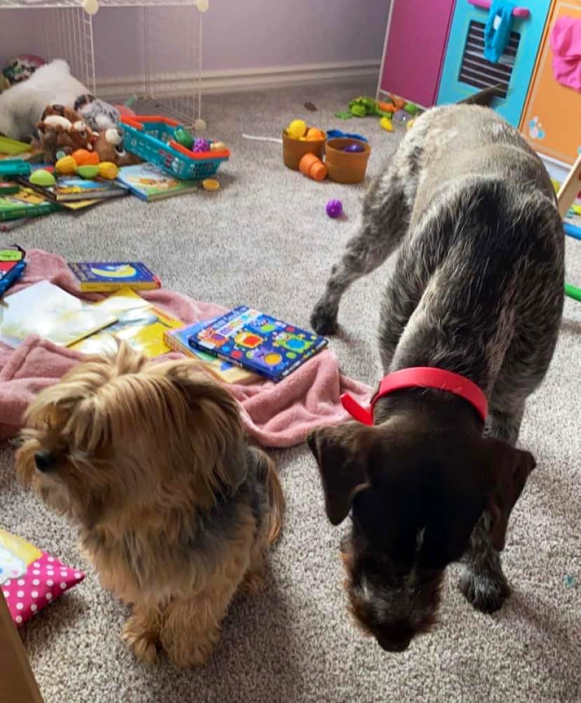 ‼️Twitter‼️

This wee lad Tucker escaped from my sister’s backyard yesterday just south of 21st and Ridge in West Wichita. 

He’s a shaggy yorkie with ears that don’t stand up and is also microchipped, please help us find him :(