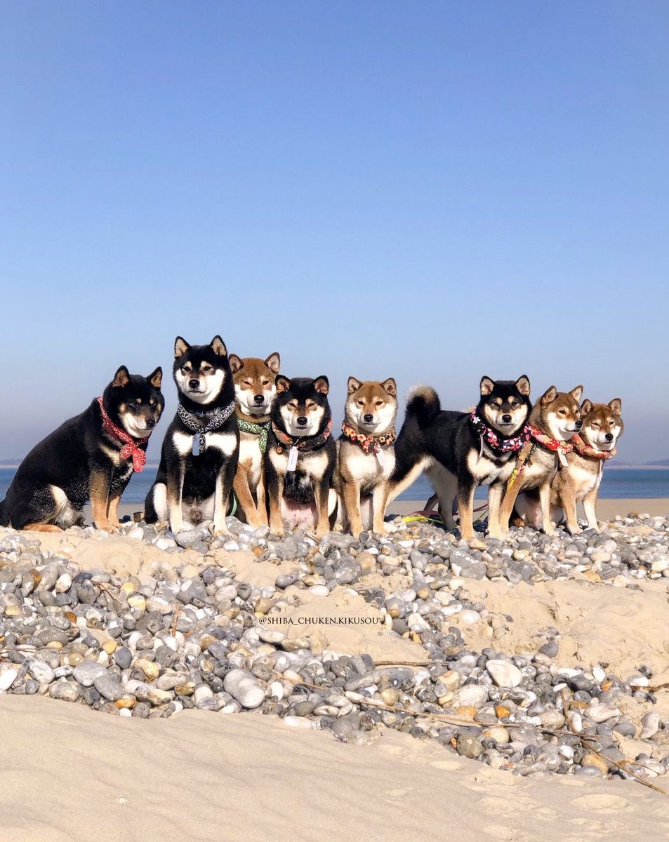 🐕🖤🖤🤎🖤🤎🖤🤎🤎☀️🌊 #shibagang #shibainu #japanesedog #cutestdogs #doglove #chienjapon #kuroshiba #sesameshiba