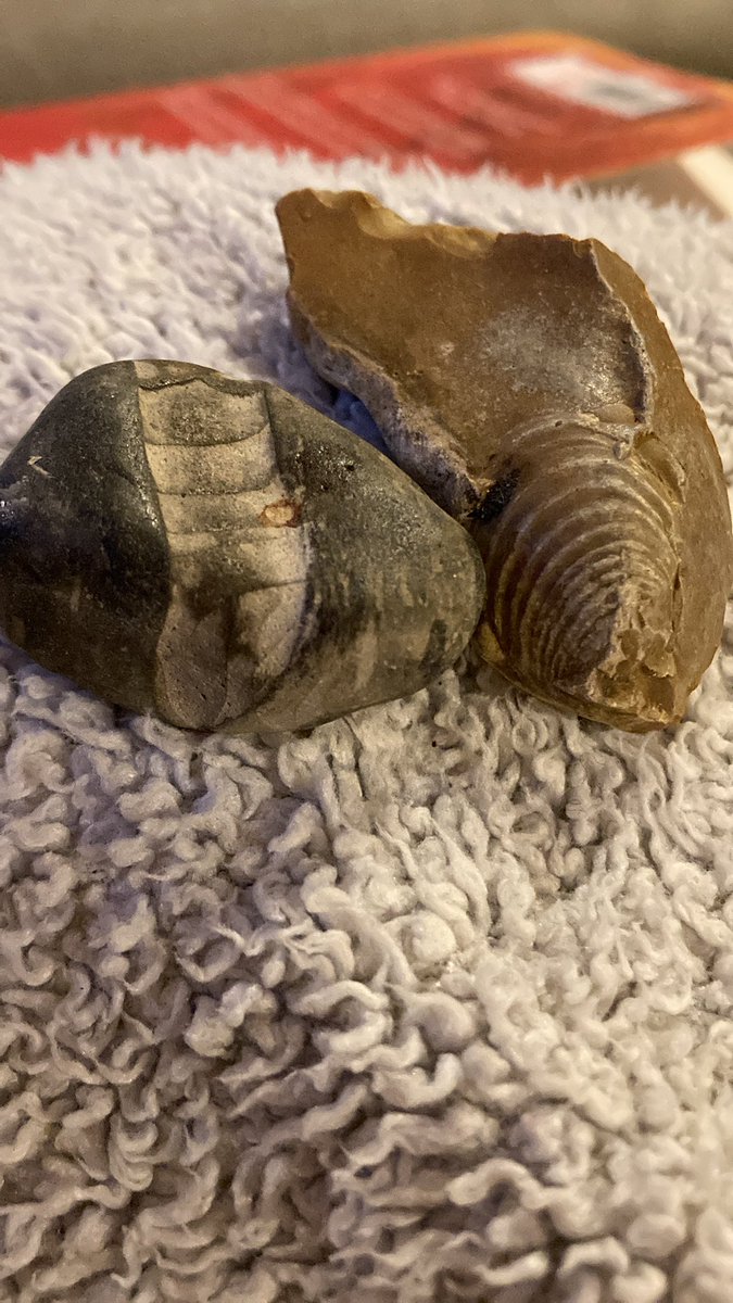 Hi TwitterVerse. Any idea what these might be? Found at West Runton, UK