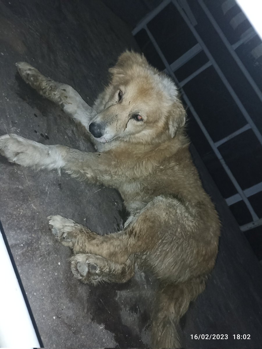 RescueCare's tweet photo. Urgent appeal😭🙏, a person called me and told me that there was a dog near a waste complex that could not move because of a broken leg. I went to the place immediately and took the poor dog to the shelter until he was shown to the vet.🙏🆘💔
https://t.co/z9EVWUykOD https://t.co/OHfD7s1Ivt