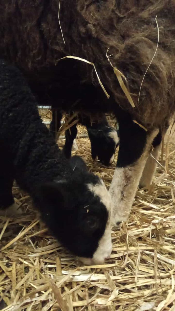 Zurueck_z_Natur's tweet photo. Unseren #Drillingen geht es prima. #lamm #lammda #schaf #Landwirtschaft #zwartbles #gera #Thueringen #zurueck_z_natur #süß #tierbabys https://t.co/M3UThbb9X1