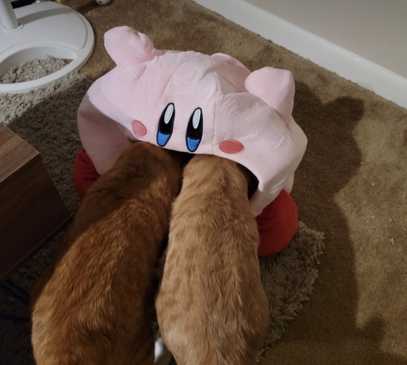 cats being weird little guys 👅 tweet media