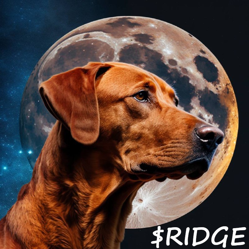 RIDGE INFORMER tweet media