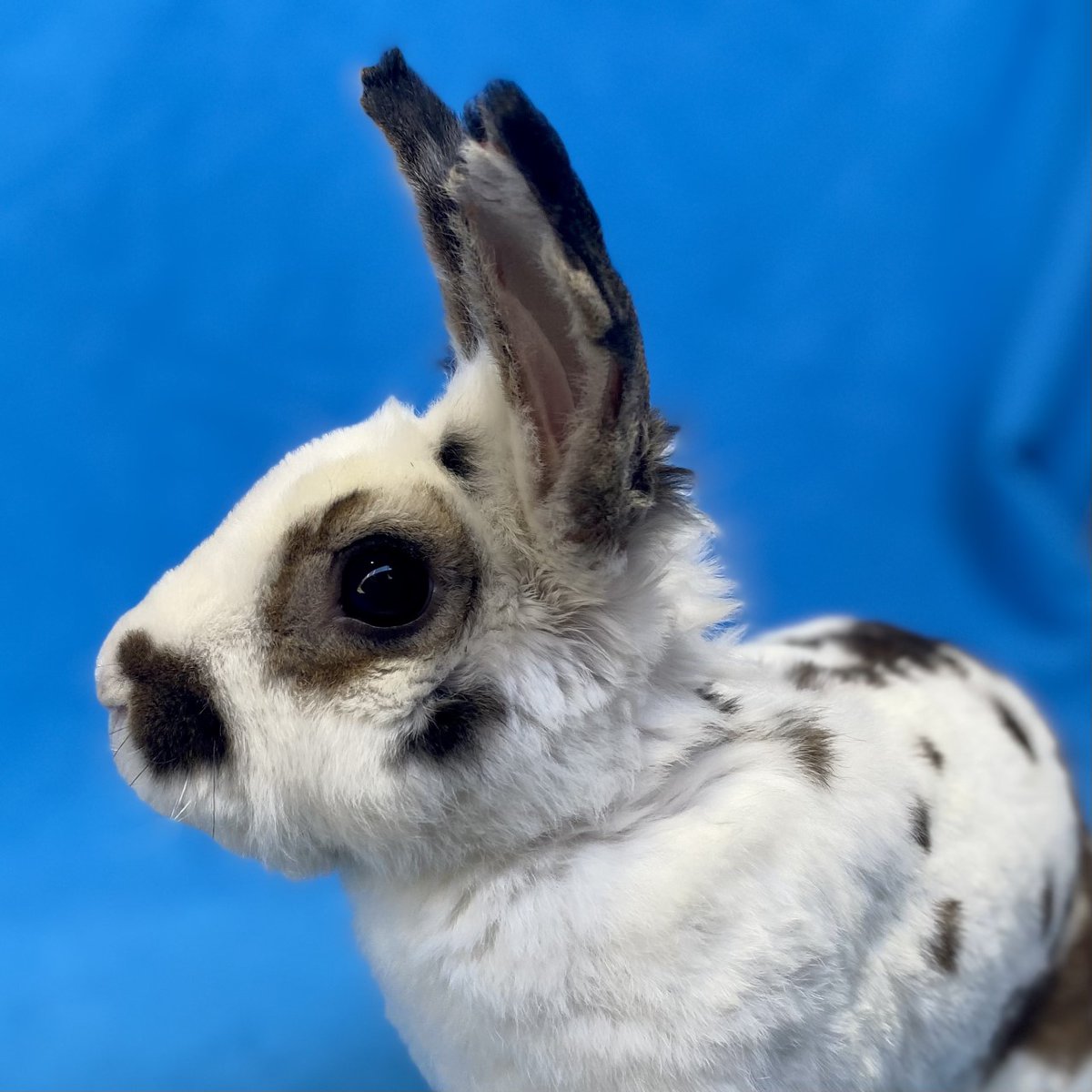 965KOIT's tweet photo. @PeninsulaHumane Pet of the week is King Arthur! He's an adult Mini Rex mix rabbit. He's seeking a new kingdom where he will be showered w/ adoration &amp; offerings of hay &amp; dandelion greens. He loves to explore &amp; enjoys human company. Adoption fees are currently waived. ID# A916627 https://t.co/9TPqIIIUxu