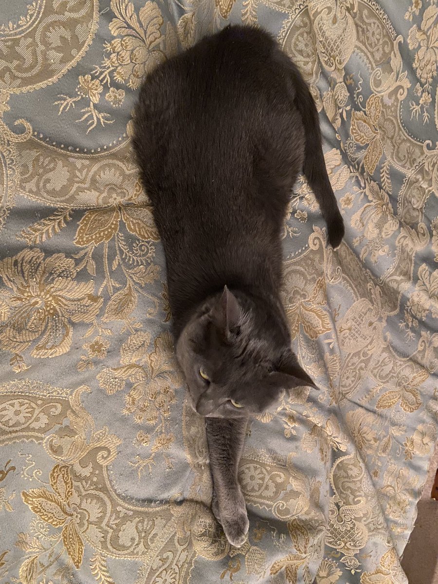 Looooooong. 
#ingridkittykat #AdoptDontShop #rescuecat #rescuecatsoftwitter