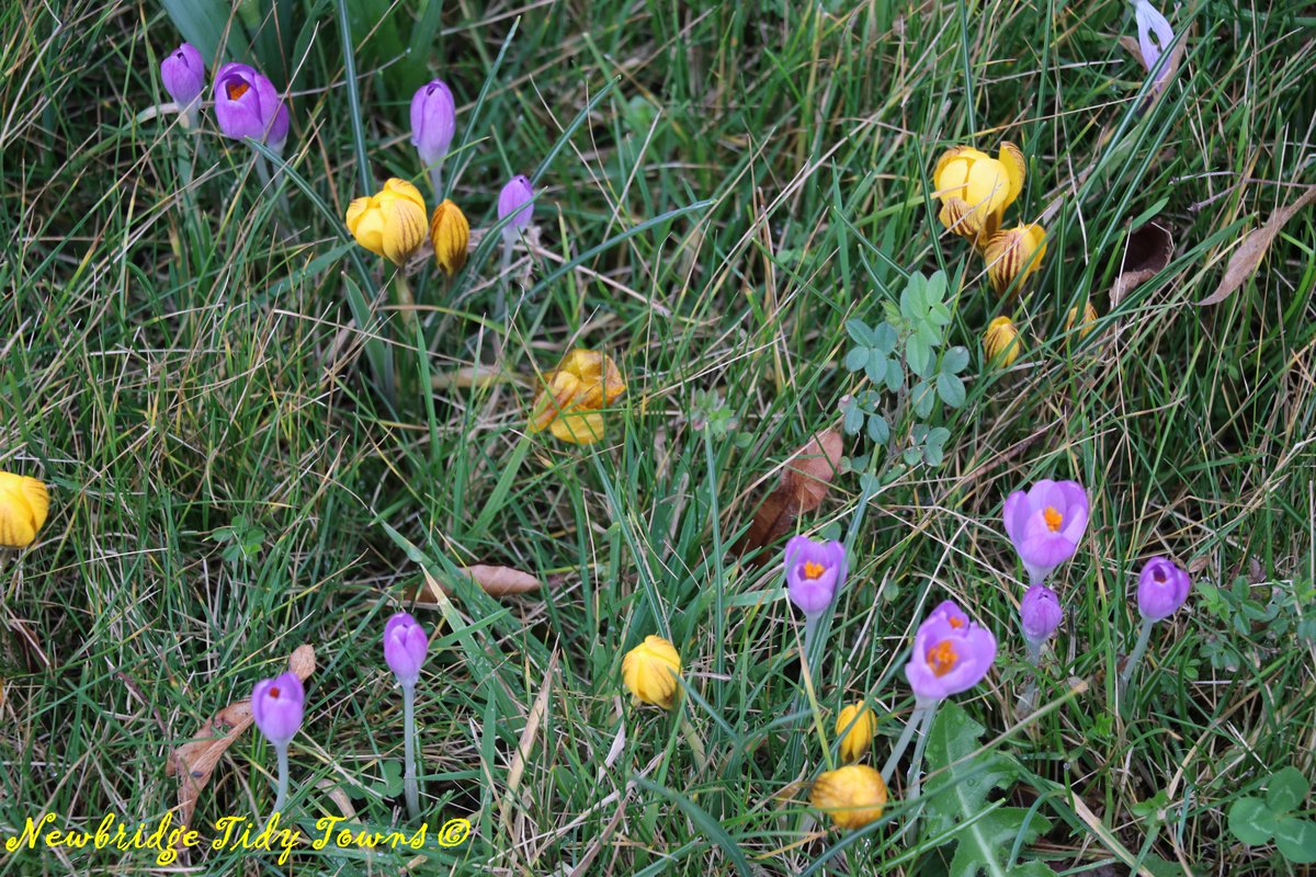 TTNewbridge's tweet photo. @KildareCoCo 's #ParksTeam organised the planting of 224,000 bulbs on the roadside approaches to #Newbridge in 2021.
Bulbs planted just past the new Connell roundabout.
Lovely to see some of the early bloomers appearing – mainly crocus this week!
https://t.co/WrPz2d9fkb https://t.co/5bQH4Hcnf6