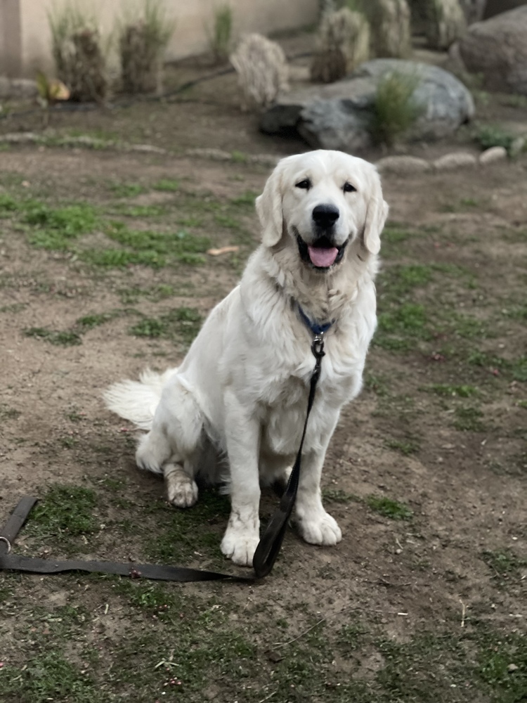 wclrr's tweet photo. BONDED PAIR! ***Milo and Kayla ***

Meet Milo! He is a handsome 15-month-old English cream Golden Retriever with a soft, thick coat. Milo and his best buddy Kayla came to WCLRR together when their family had to move and couldn't take the dogs with them. https://t.co/YTYEHOPHdI