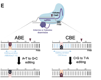 CRISPRjournal's tweet photo. "Gene Editing Corrects In Vitro a G > A GLB1 Transition from a GM1 Gangliosidosis Patient"
Leclerc et al.
https://t.co/rEfzY0prFj https://t.co/u5hGr8EMca