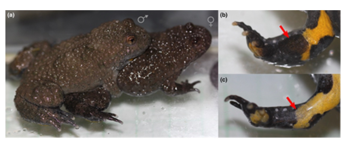 Pheromones for #amphibian conservation – considering new approaches in conservation breeding programmes #cienciacriolla @nenaabondano  doi.org/10.1111/acv.12…